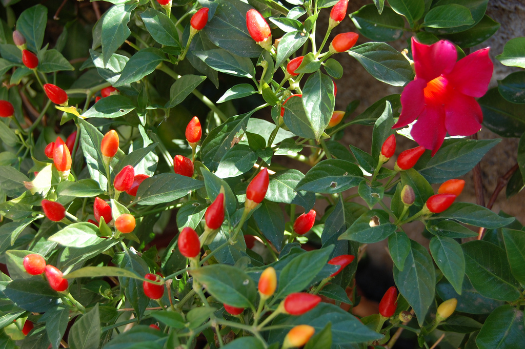 راهنمای نگهداری و پرورش گل و گیاهان زینتی - فلفل زینتی